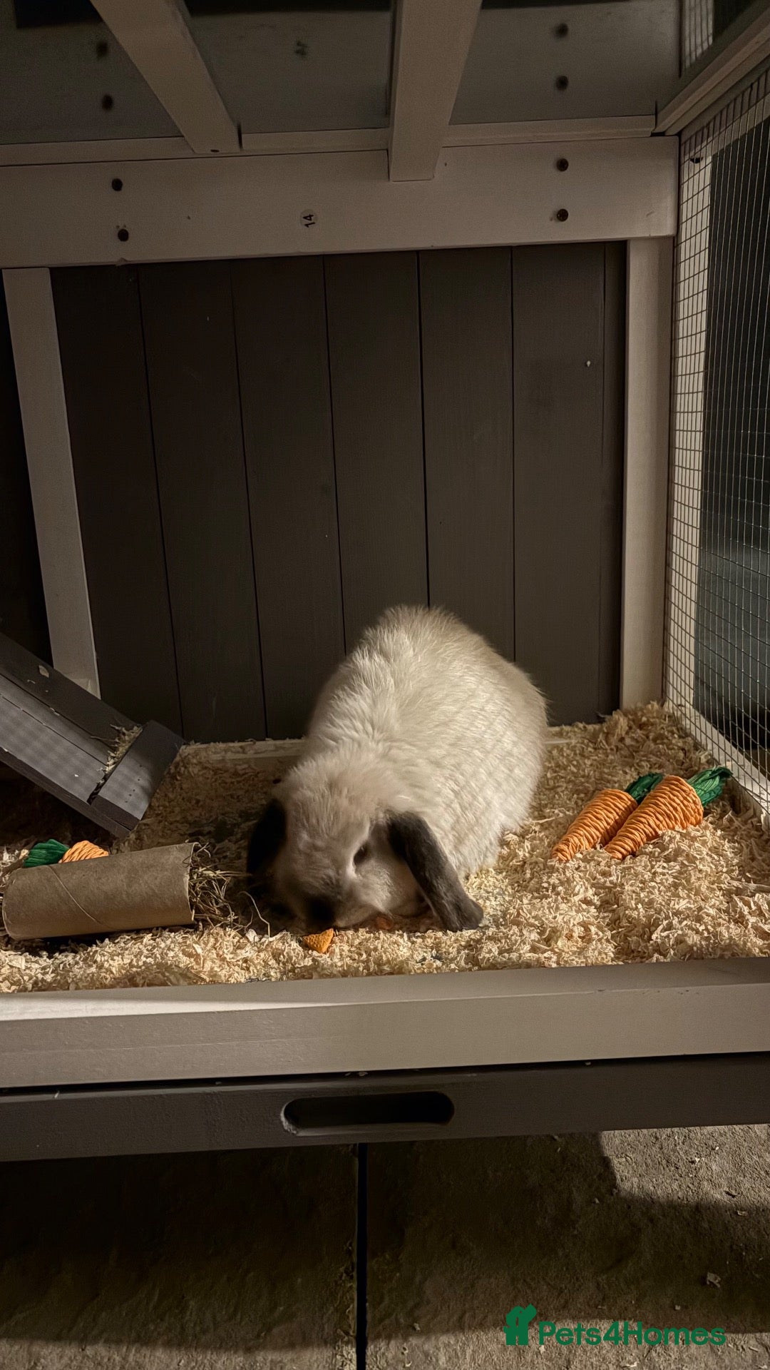 Mixed Breed rabbits for sale: Baby rabbit female  - Advert 1
