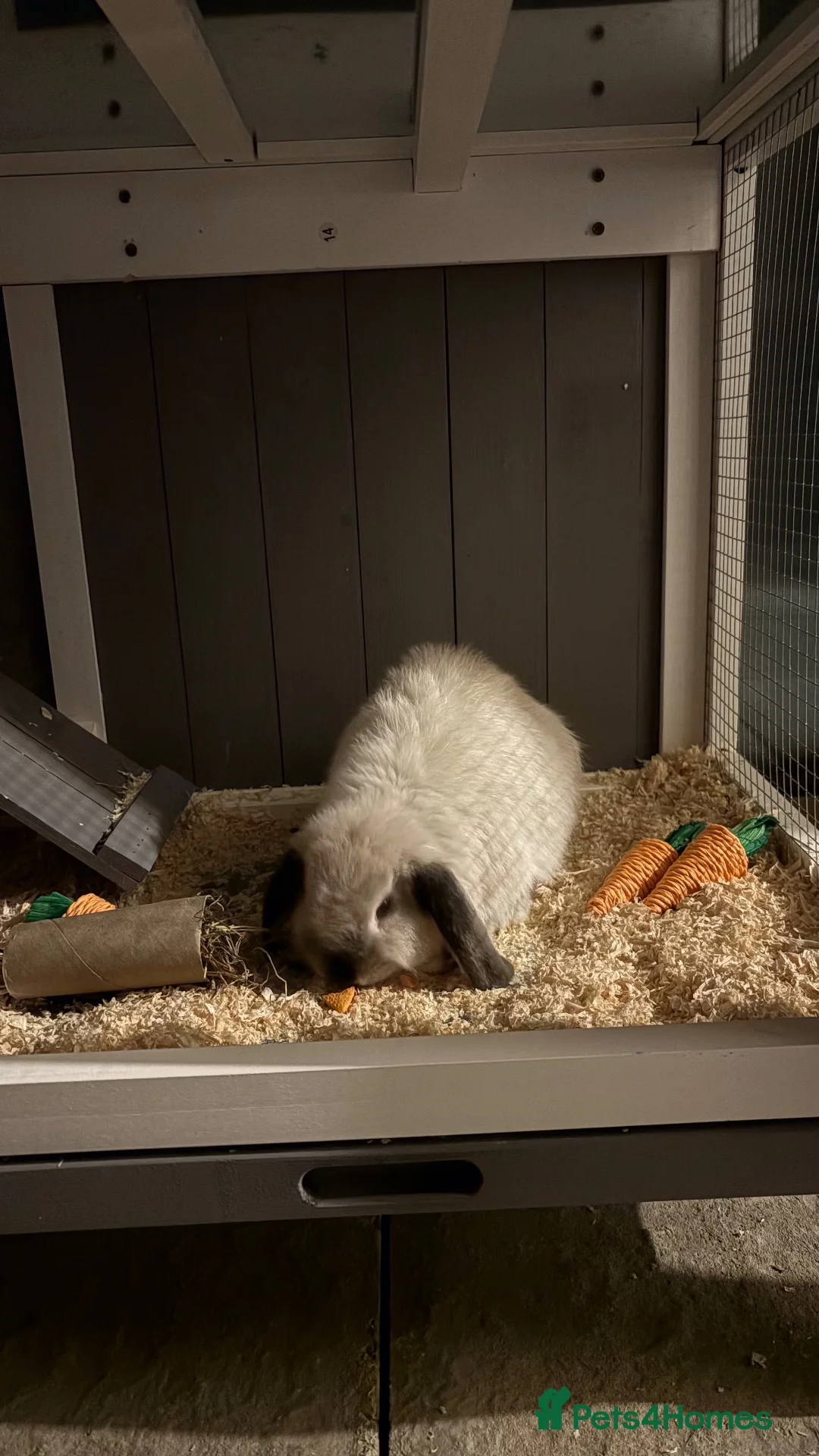 Mixed Breed rabbits for sale: Baby rabbit female  - Advert 1
