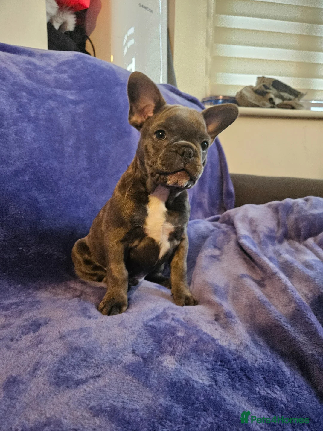 French Bulldog dogs for sale: French Bulldog Puppies – 3 Boys – Blue & Blue-Eyed - Advert 2