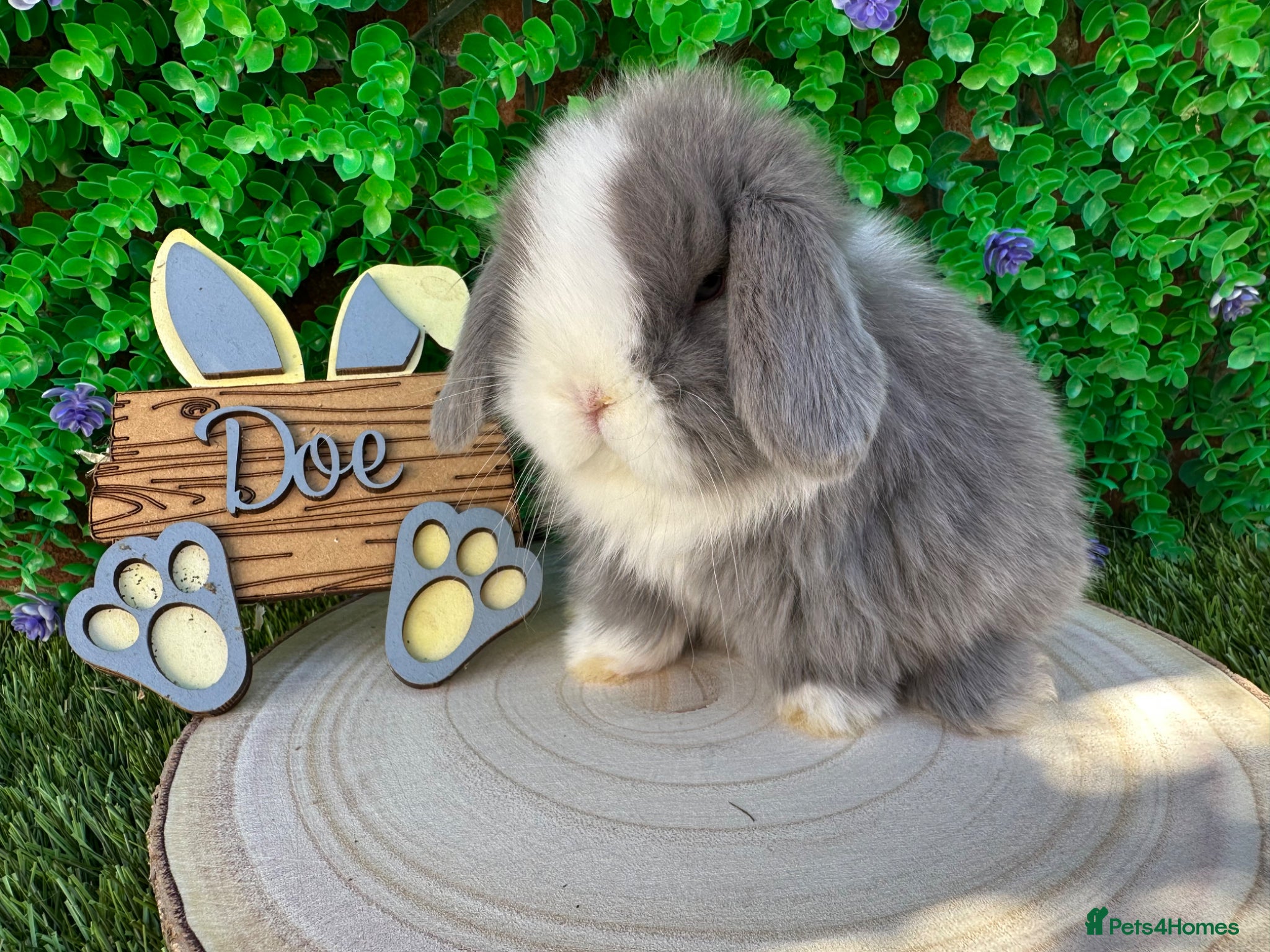 Mini Lop rabbits Stunning purebred mini lops  - Advert 1