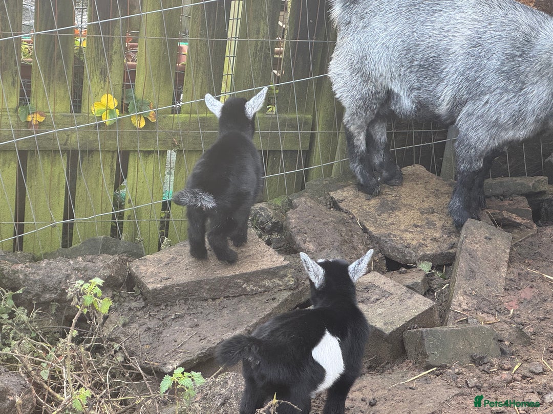 Goats livestock for sale: Pygmy goat wethering - Advert 5
