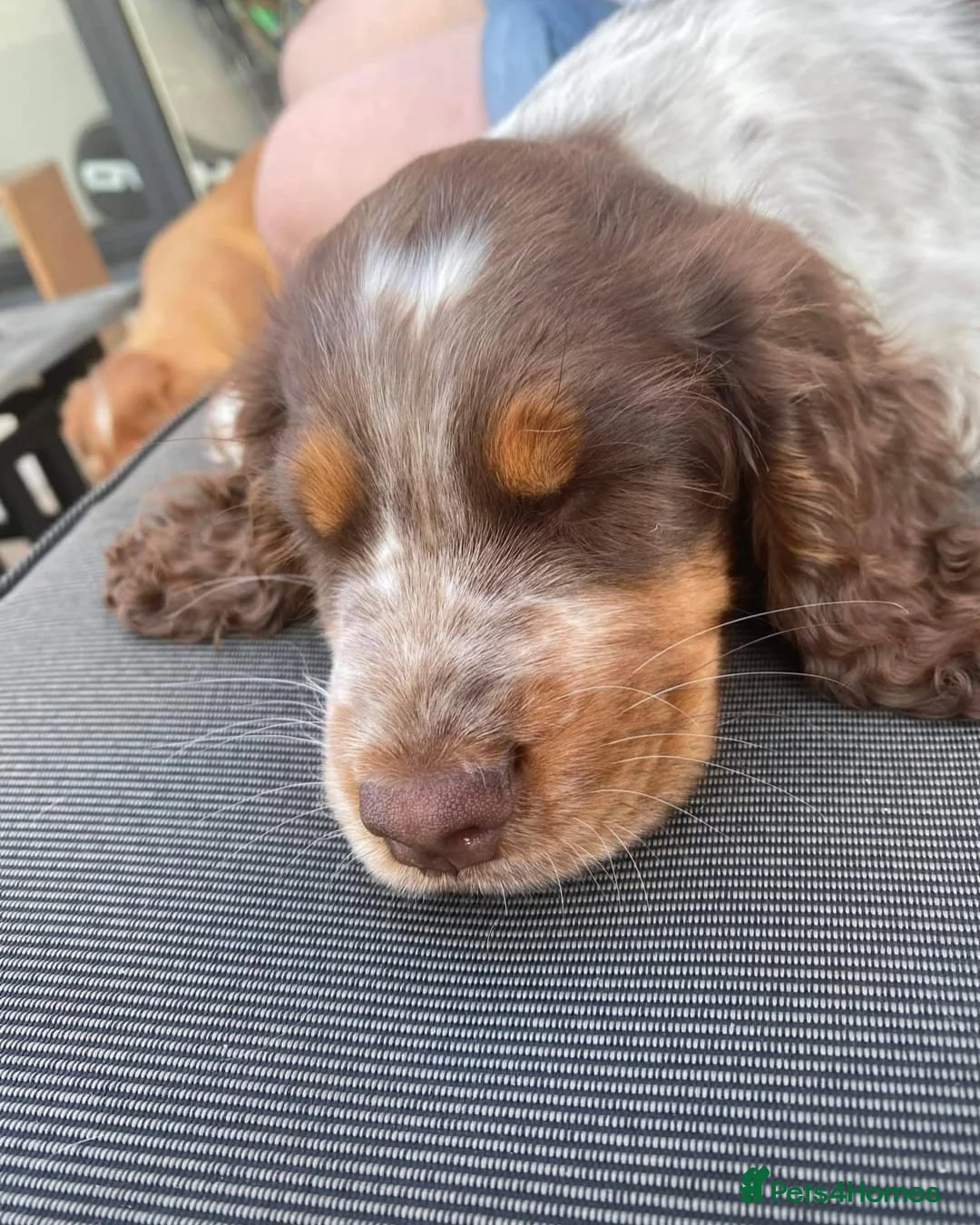 Sprocker dogs for stud: Fully health tested sprocker Digby in Wrexham - Advert 2