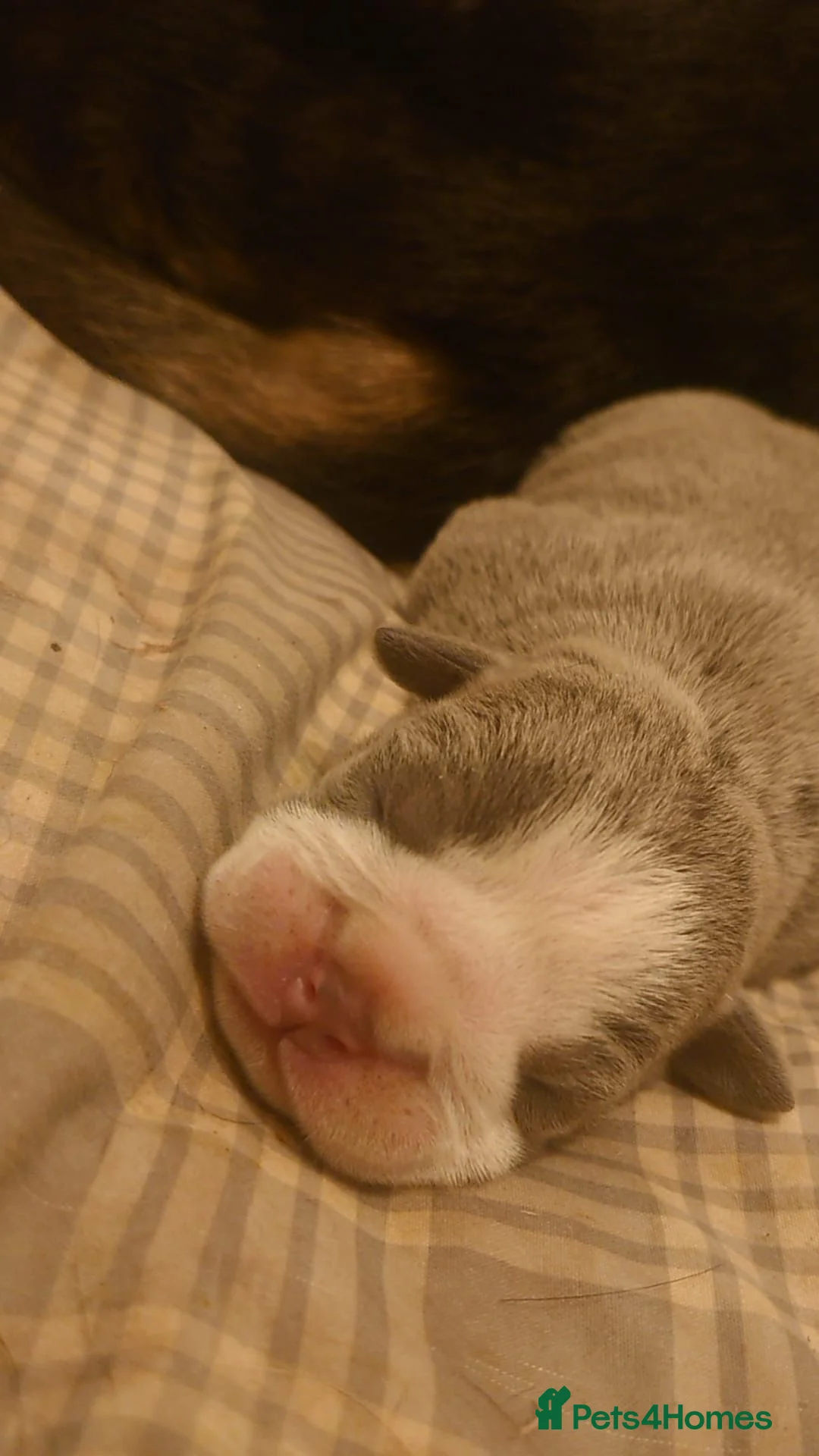 Mixed Breed dogs for sale: Beautiful merle bulldog puppies  in Bourne - Advert 2