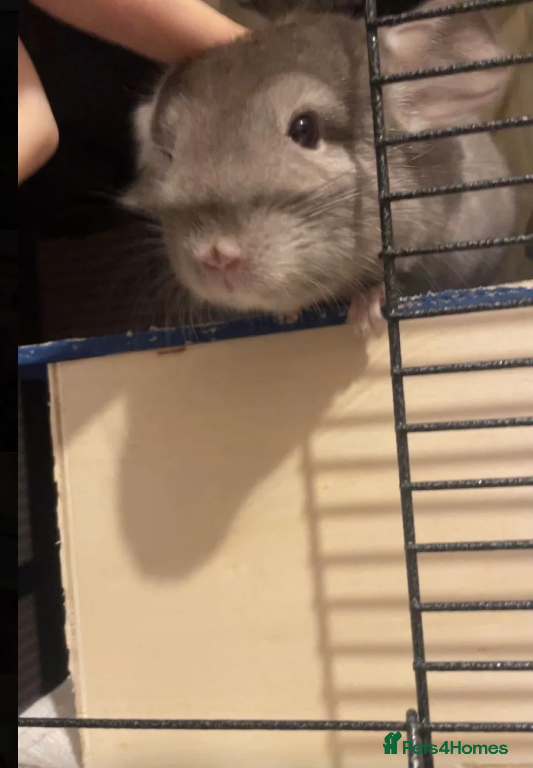 Chinchilla rodents for sale: Chinchilla  - Advert 5