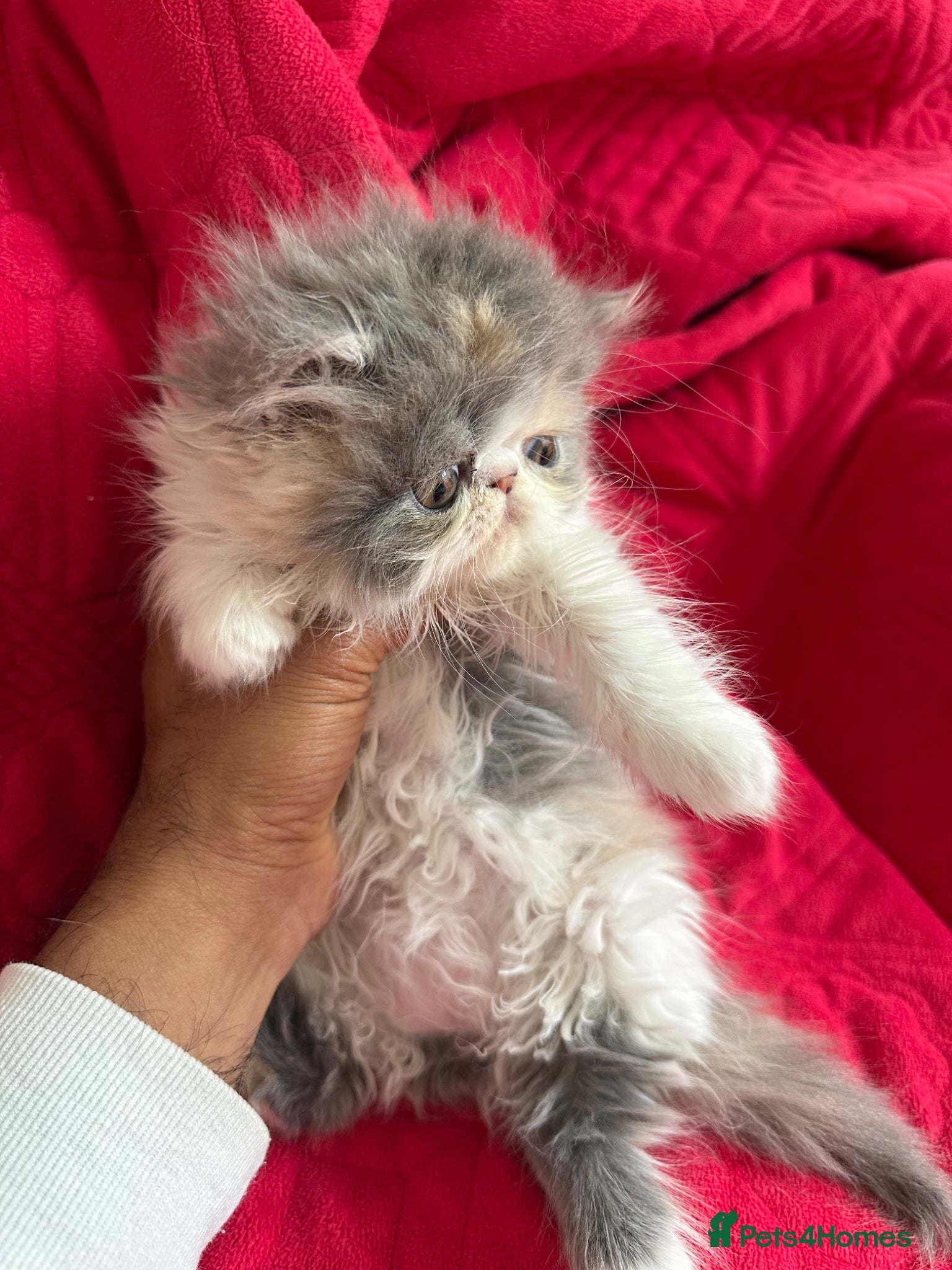 Persian cats 6th Generation pedigree Persian Kittens  - Advert 1