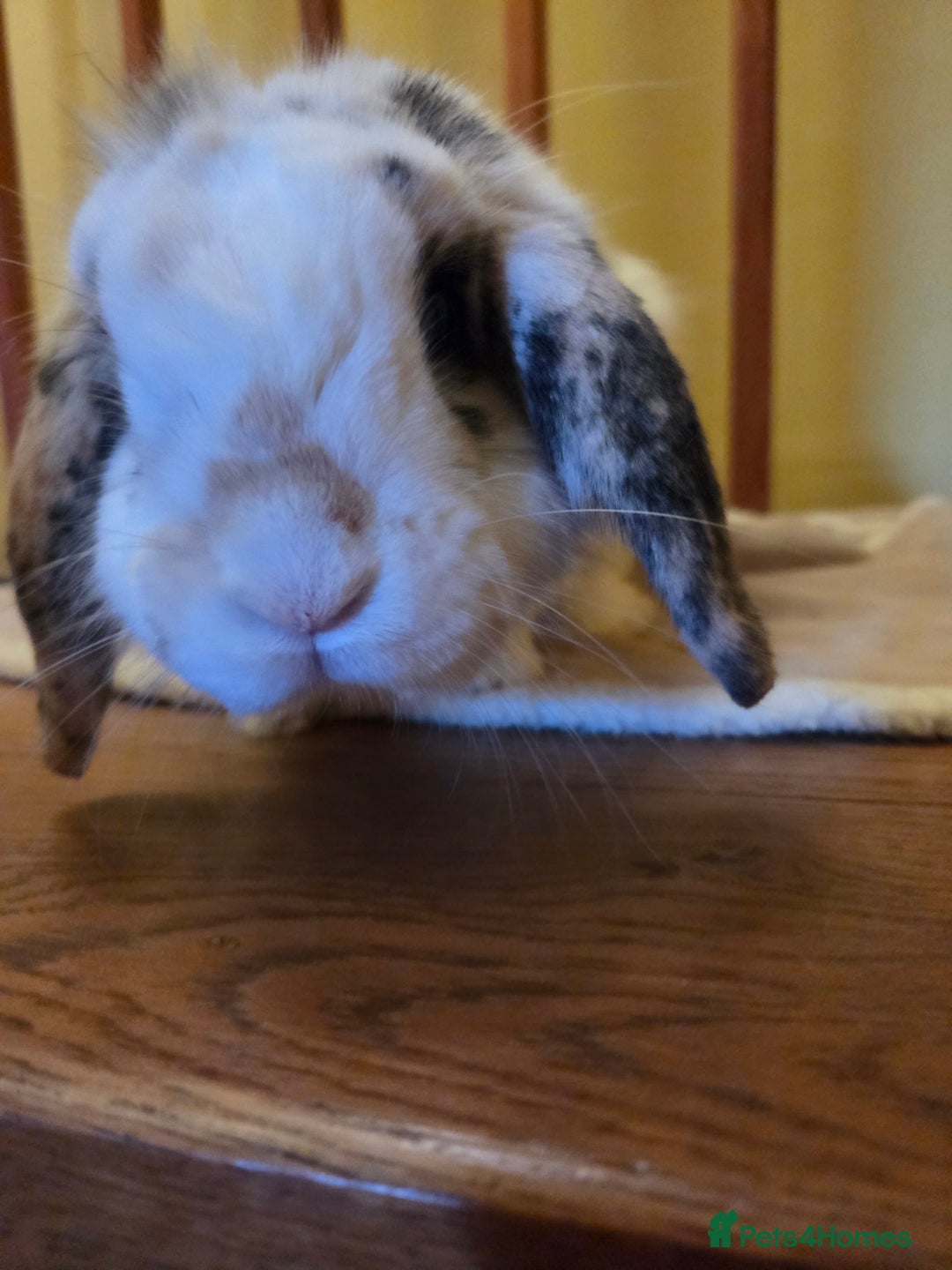 Mini Lop rabbits for sale: Male Rabbit in need of forever home.  - Image 11