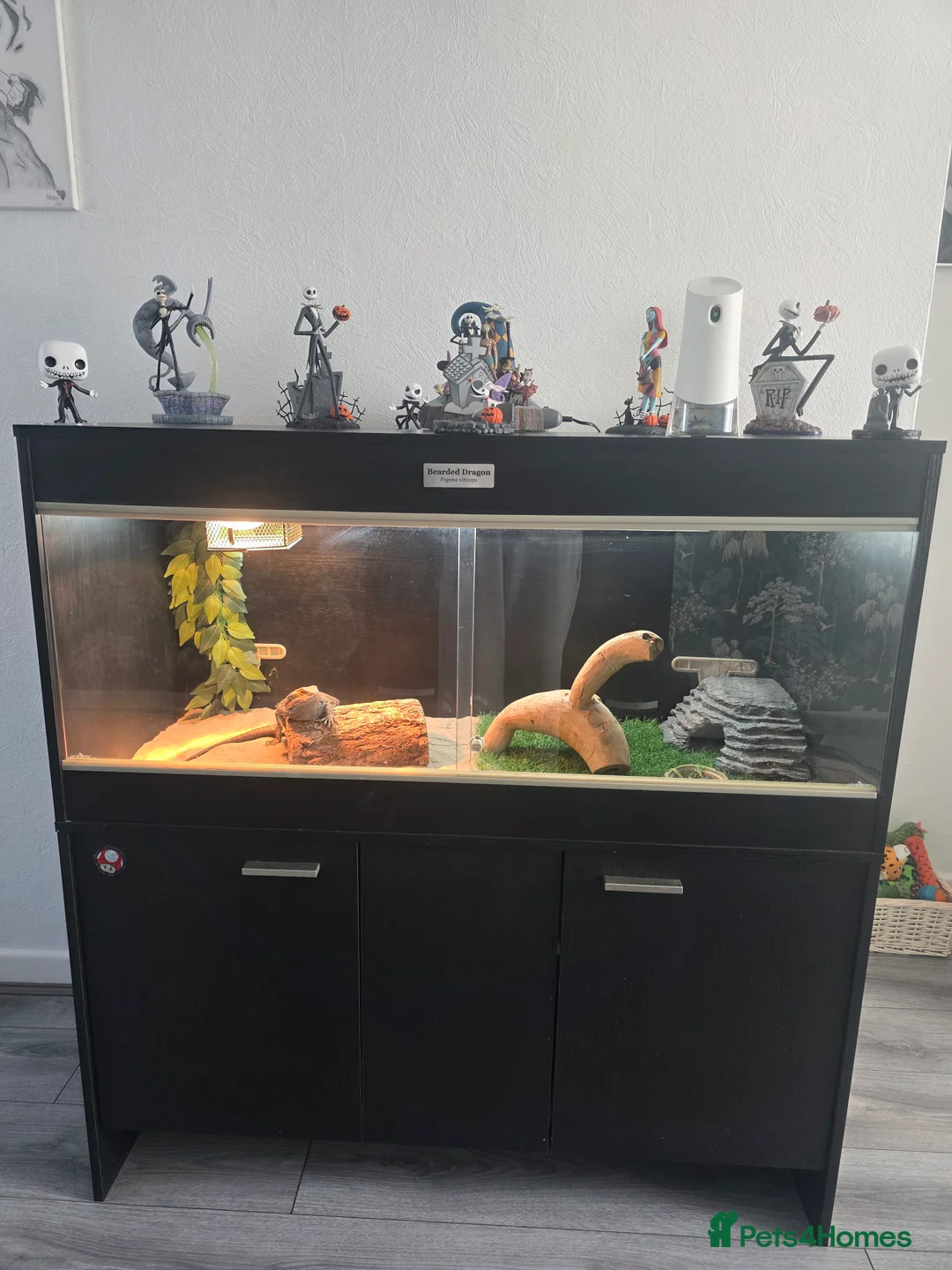 Bearded Dragon reptiles for sale: Looking for a new home for Izzy - Advert 2