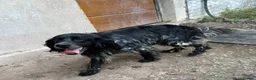 English Setter dogs for adoption: Irai  in Newcastle upon Tyne - Advert 4