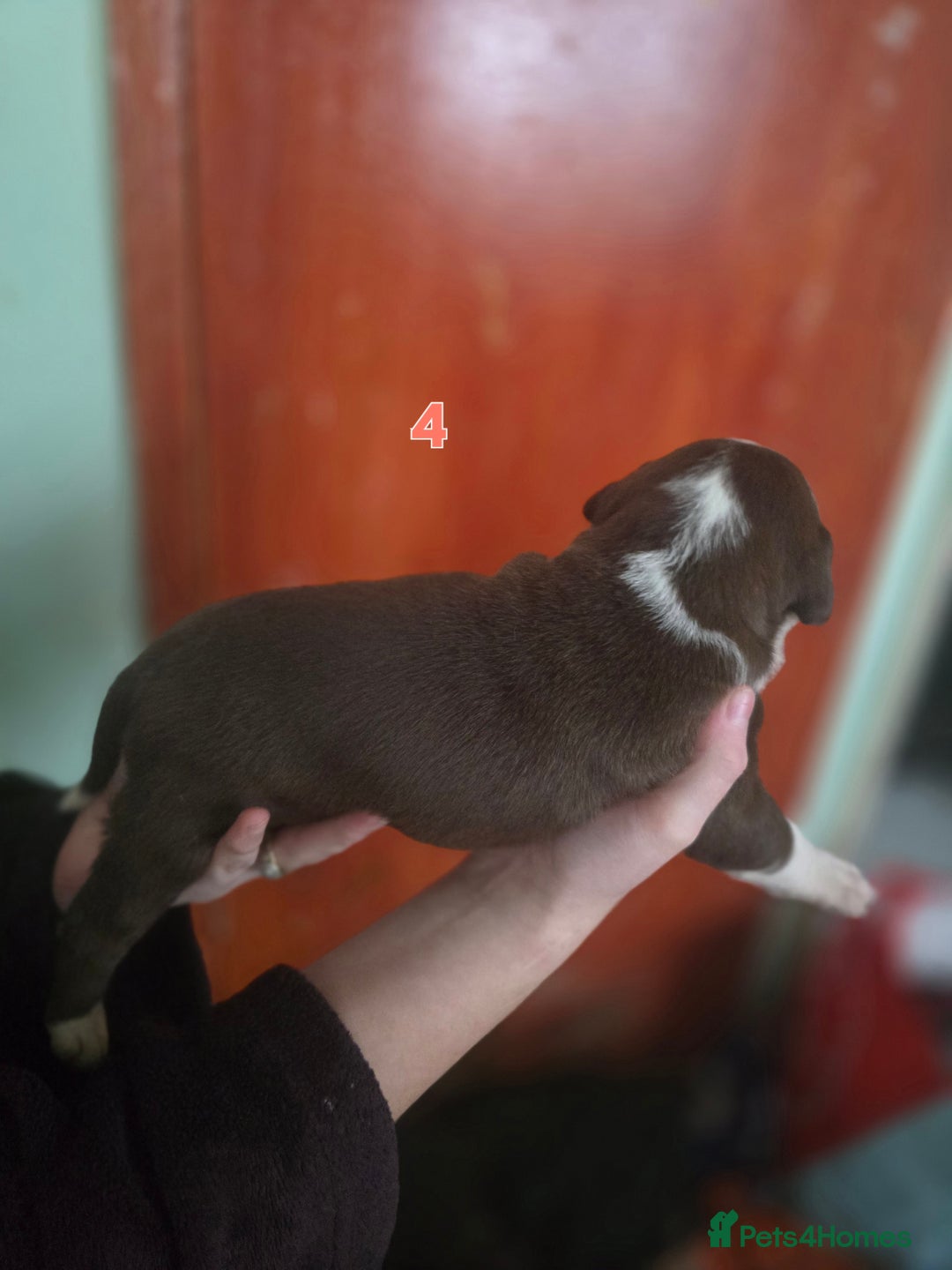 American Bully dogs for sale: Standard American bullys - Advert 4