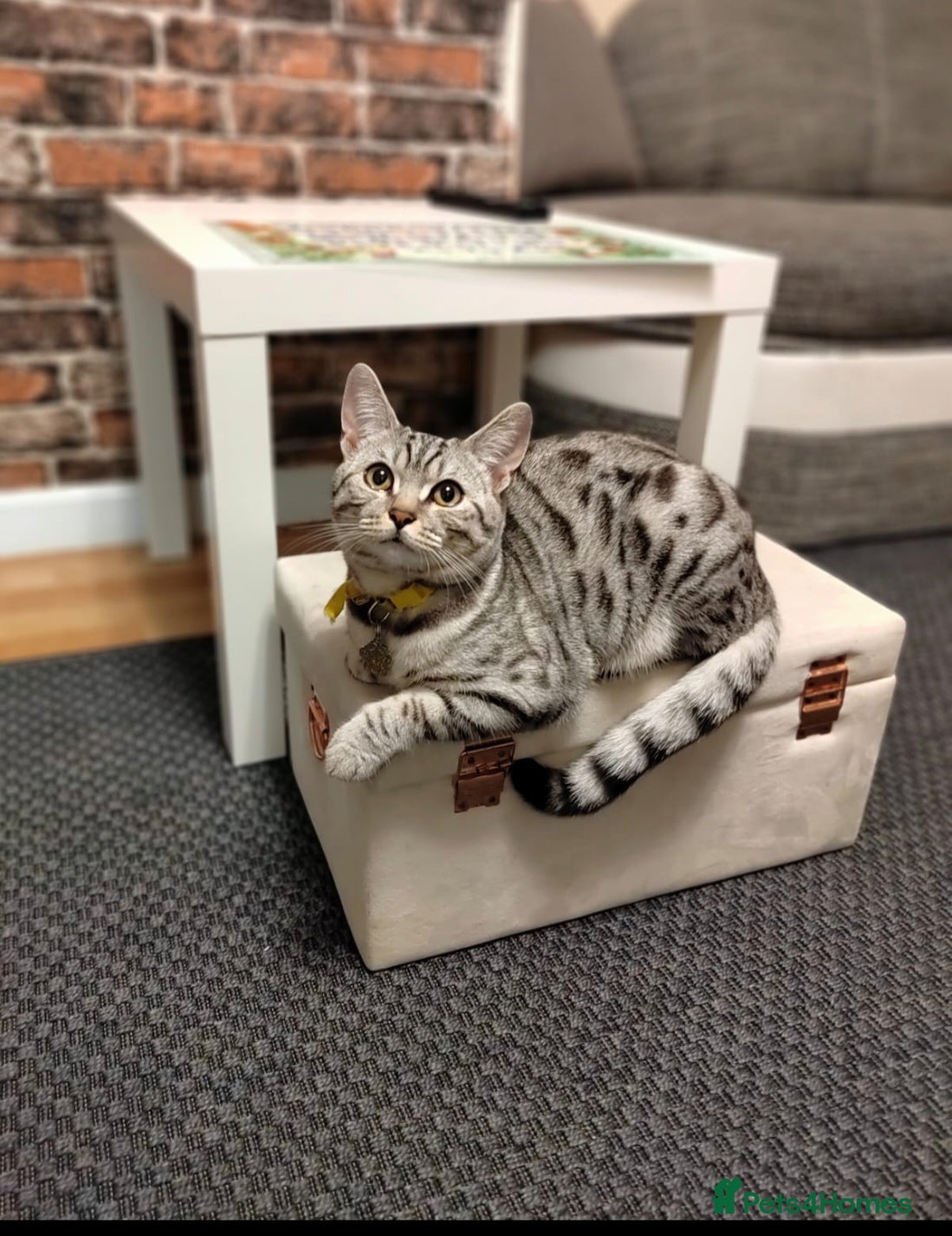 Mixed Breed cats Beautiful Bengal Mix Kittens - Advert 2