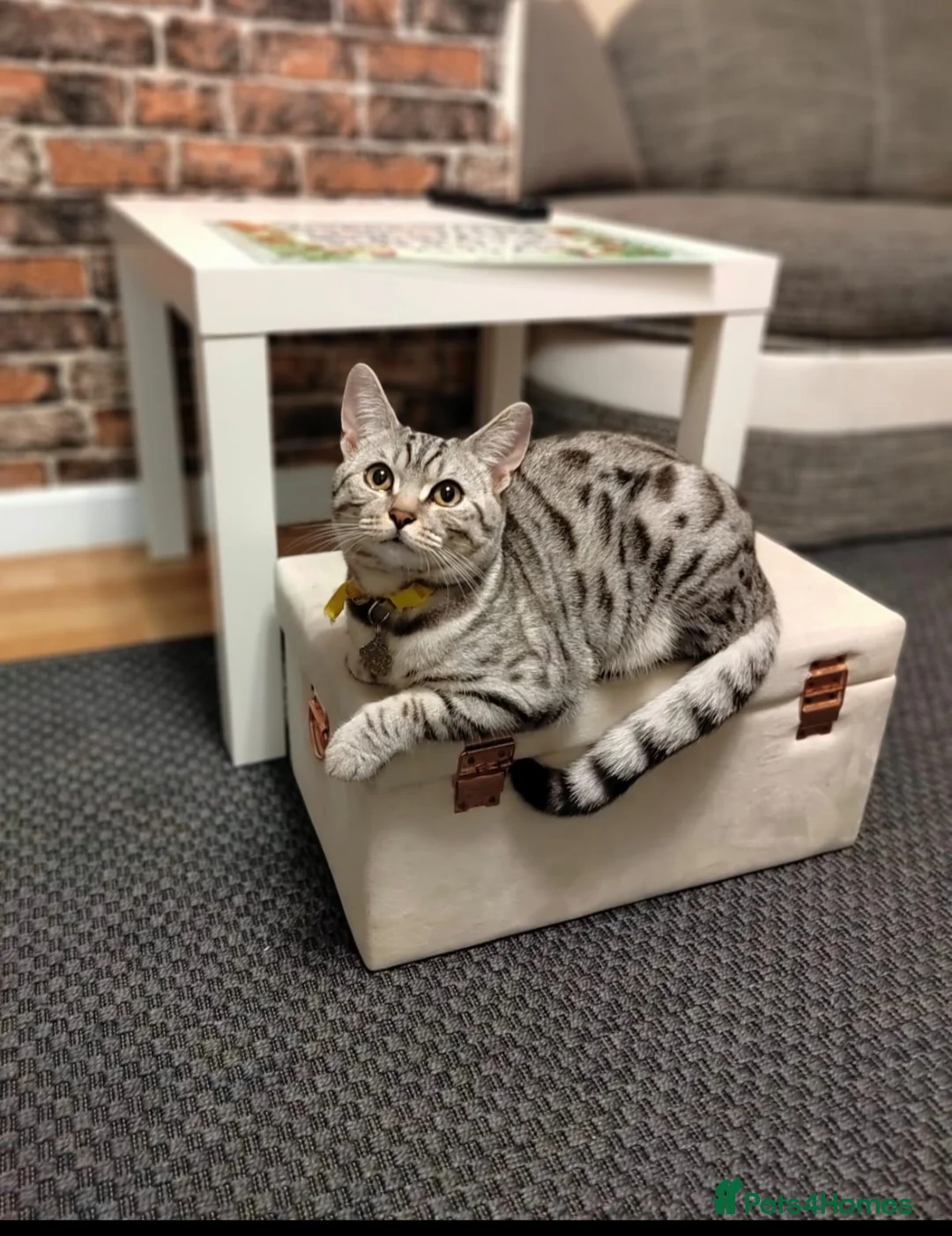 Mixed Breed cats for sale: Beautiful Bengal Mix Kittens - Advert 1