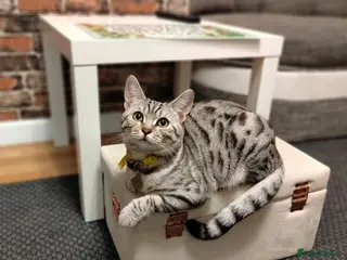 Mixed Breed cats Beautiful Bengal Mix Kittens - Advert 2