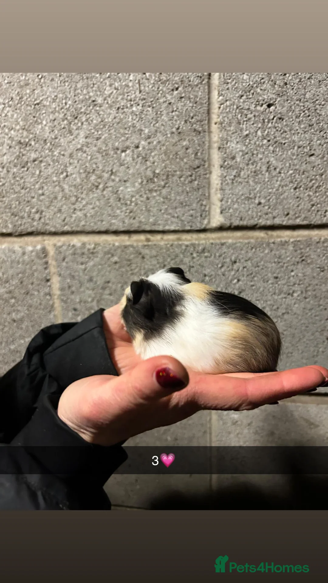 Guinea Pig rodents for sale: Five lovely guinea pigs all looking for new homes! - Advert 5