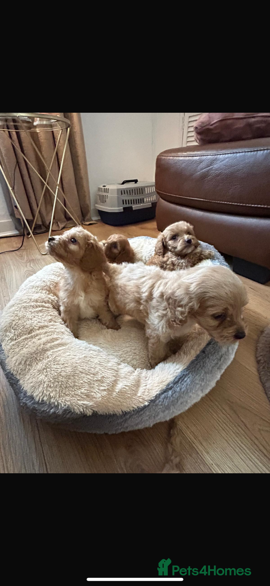 Cockapoo dogs for sale: Cockapoo puppies in Aberdeen - Advert 14