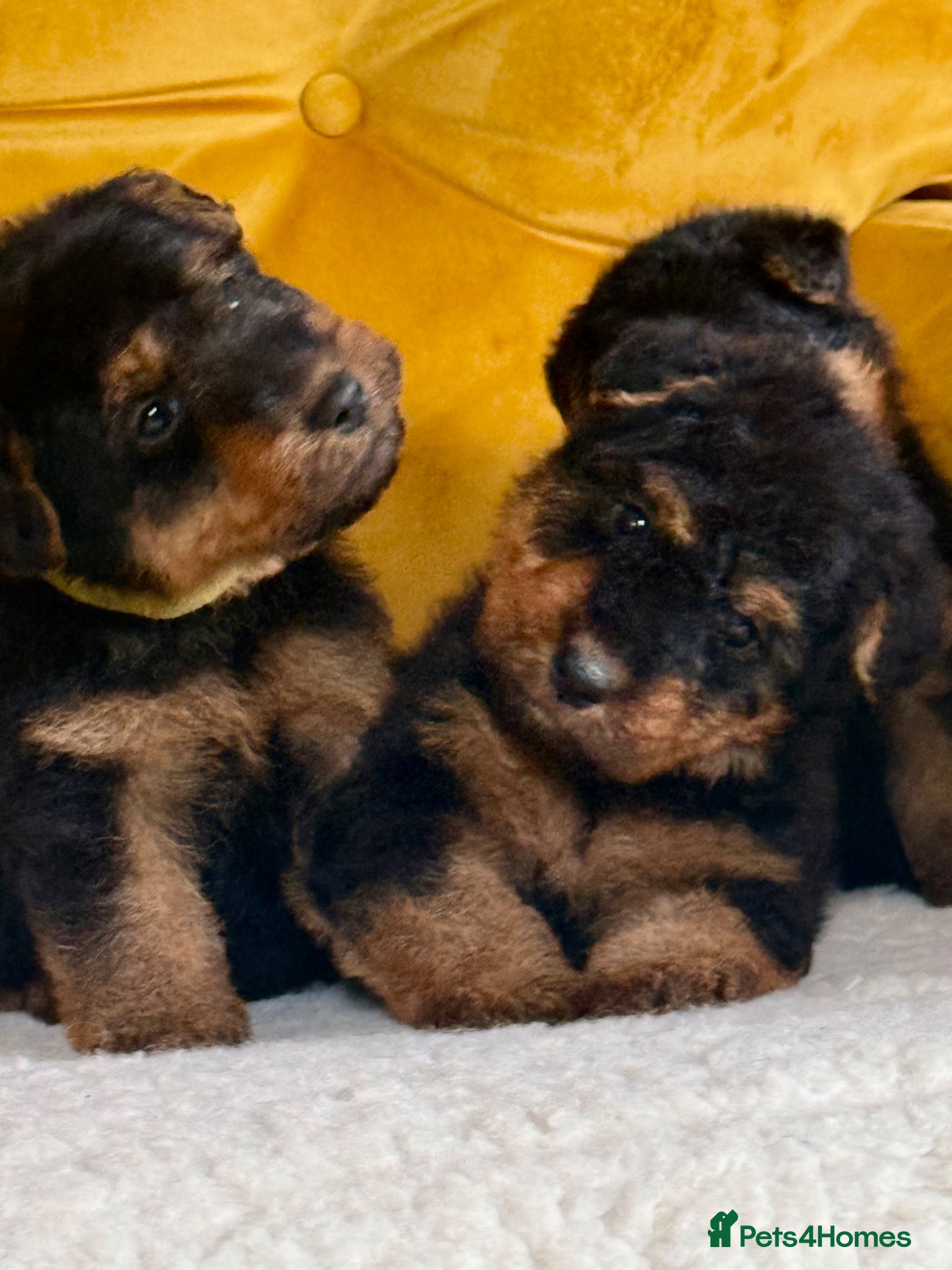 Welsh Terrier dogs Beautiful Welsh terrier puppies  - Advert 16