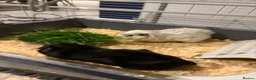 Guinea Pig rodents for sale: white and black guinea pig for sale  - Advert 4
