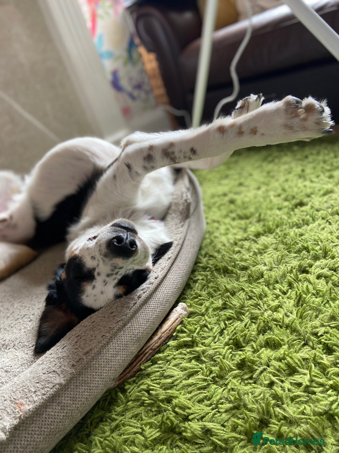 Border Collie dogs for sale: Gorgeous but anxious 4yr old border collie boy - Advert 7