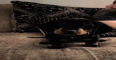 Dachshund dogs - Advert 13