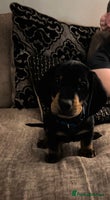 Dachshund dogs - Advert 3