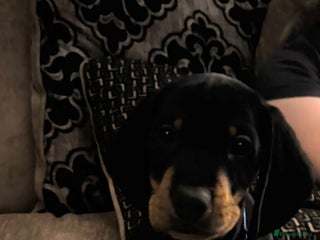 Dachshund dogs - Advert 17