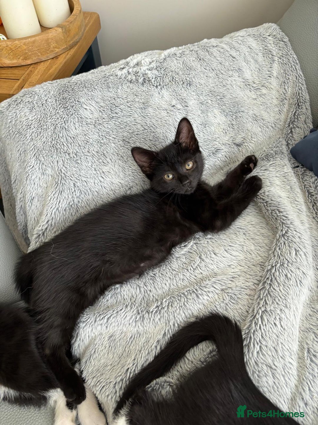 Mixed Breed cats for sale: 3 playful girls  - Image 6