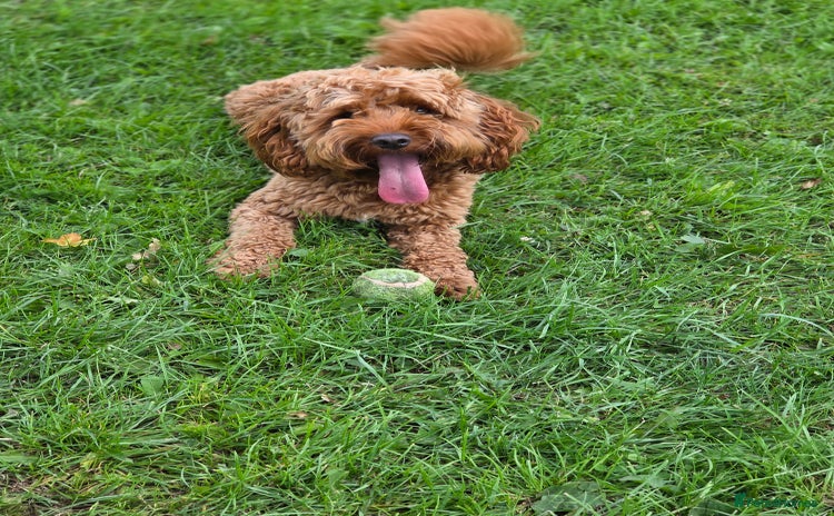 Cockapoo dogs - Advert 1