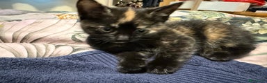 Mixed Breed Kitten 2