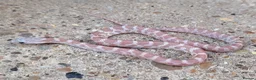 Corn Snake reptiles for sale: 2026 Corn Snake Hatchlings  - Advert 5