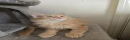 Maine Coon cats for sale: Full Mainecoon beautiful kittens  - Advert 6