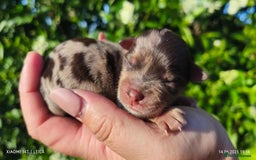 Yorkshire Terrier dogs for sale: Chocolatemerle Yorkie Boy left  - Image 7