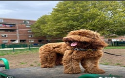 Labradoodle dogs for sale:  Australian Labradoodles Show Cocker Spaniel - Image 32