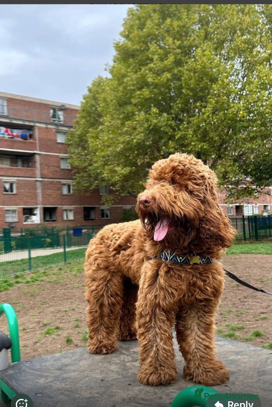 Labradoodle dogs for sale:  Australian Labradoodles Show Cocker Spaniel - Image 32