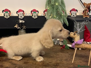 Miniature Dachshund dogs KC Registered Long Haired Mini babies - Advert 1