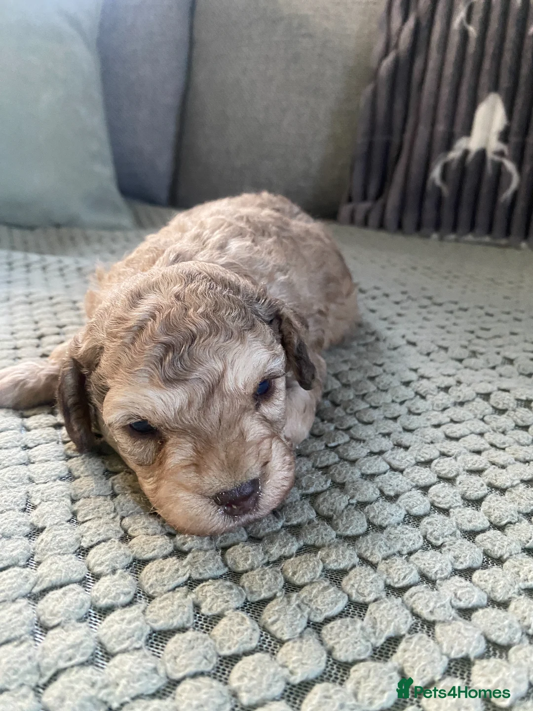 Miniature Poodle dogs for sale: miniature poodle puppy in Ayr - Advert 6