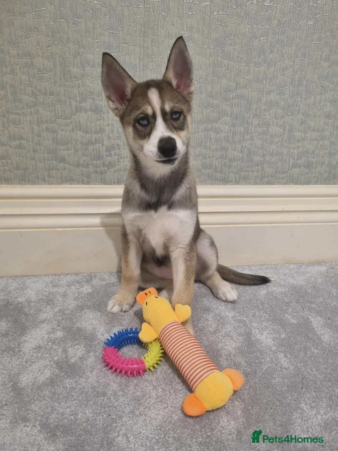 Siberian Husky dogs for sale: Rare Grey Agouti siberian husky  💖 fully insured - Advert 11