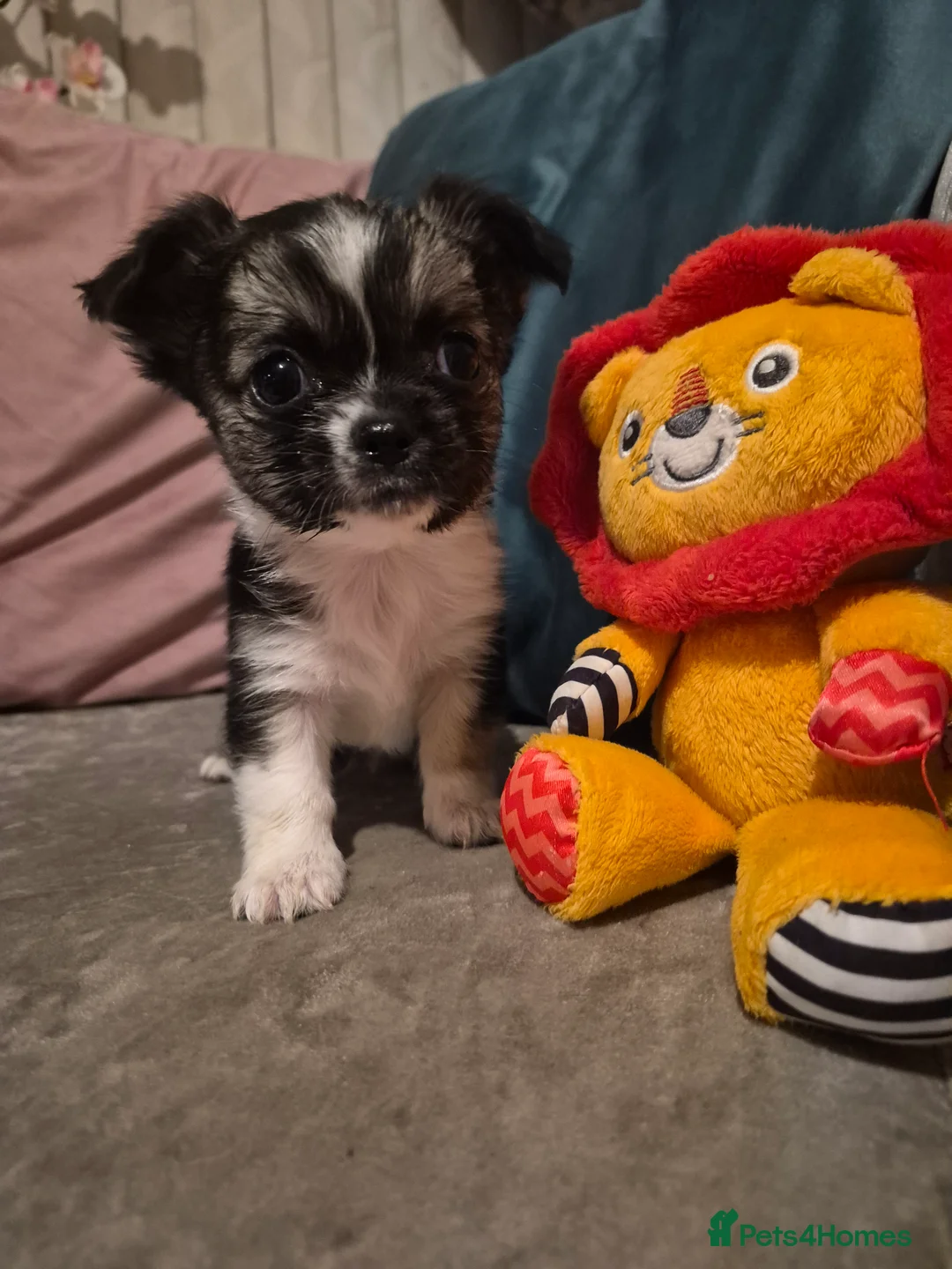 Chihuahua dogs for sale: Pure Chihuahua puppies  - Advert 22