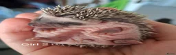 Pygmy Hedgehog rodents for sale: Baby African Pygmy Hedgehogs - Advert 5