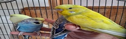 Budgerigars birds for sale: Silly hand tamed baby budgies for sale  - Advert 5