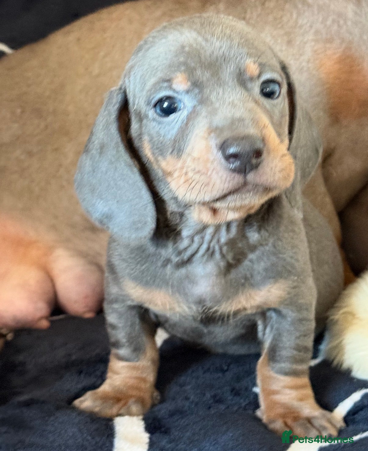 Miniature Dachshund dogs Beautiful Dachshund Puppies (Males) - Advert 13