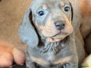 Miniature Dachshund dogs Beautiful Dachshund Puppies (Males) - Advert 13