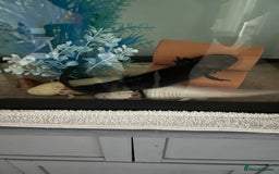 Axolotl reptiles for sale: 3 axolotls - Image 5