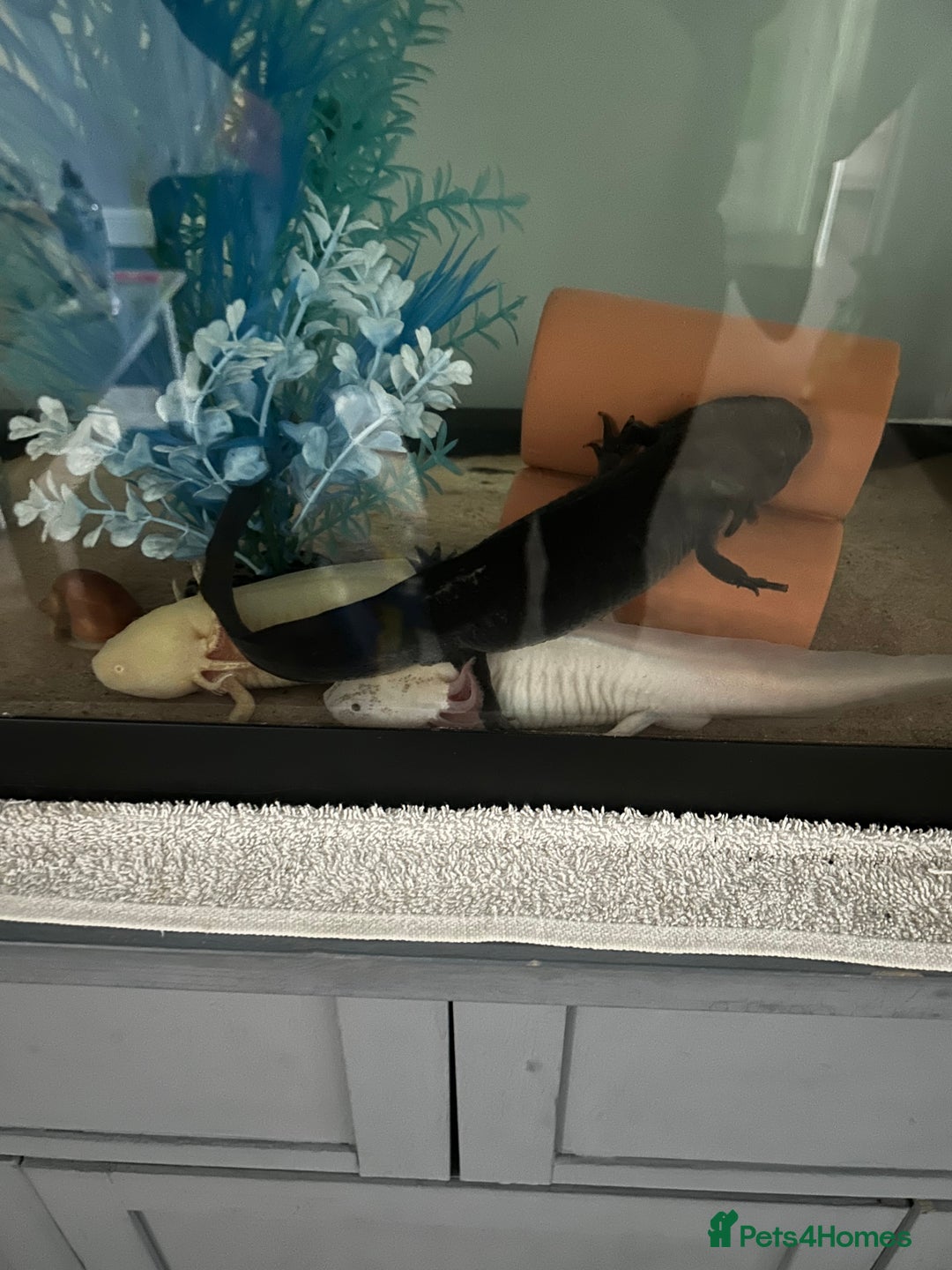 Axolotl reptiles for sale: 3 axolotls - Image 5