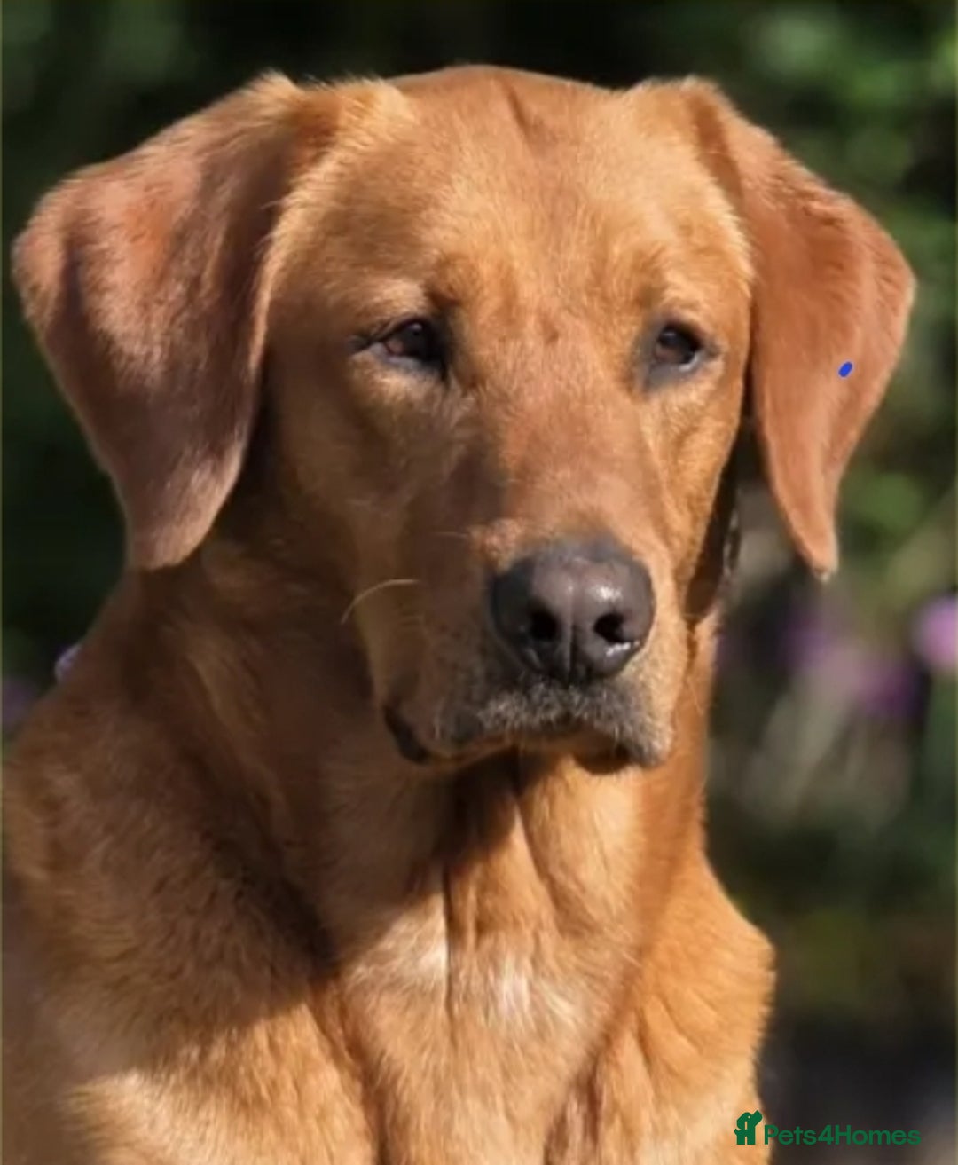 Labrador Retriever dogs for sale: All viewings booked or puppies reserved - Advert 8