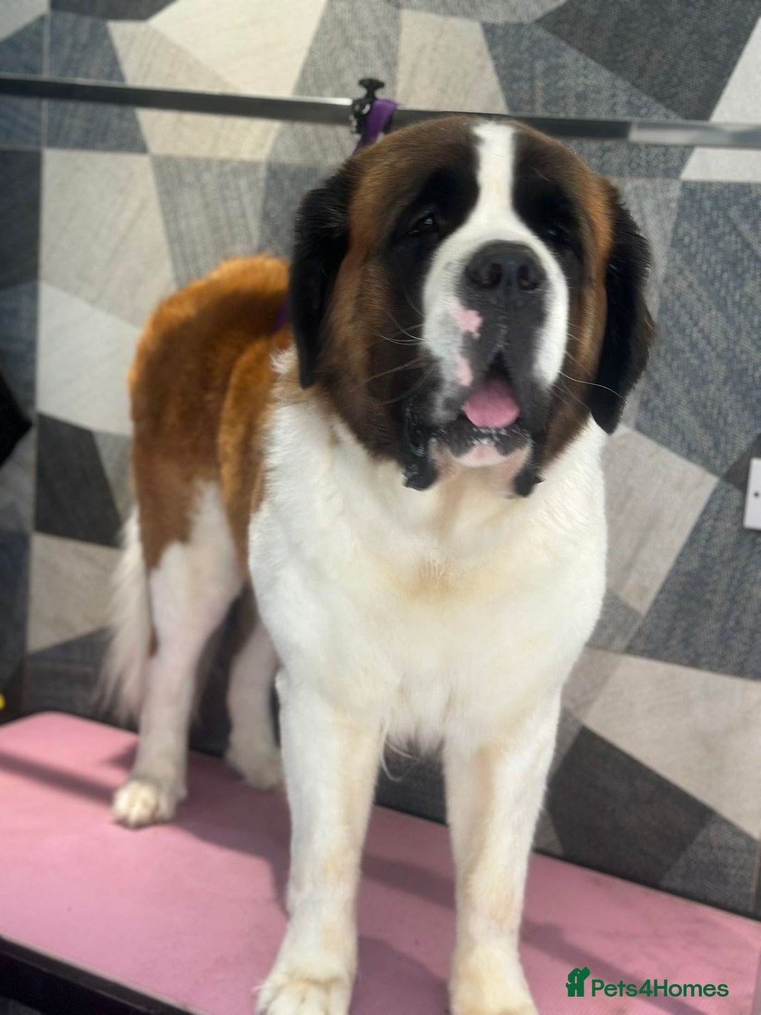 Saint Bernard dogs for sale: Saint Bernard puppies due October KC REGISTERED  - Image 1