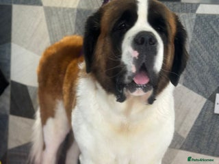 Saint Bernard dogs - Advert 10