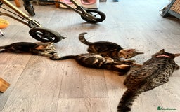 Mixed Breed cats for sale: Kittens for sale  - Image 20