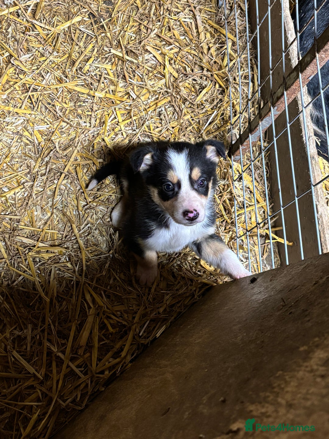 Border Collie dogs for sale: Stunning border collies  - Advert 6