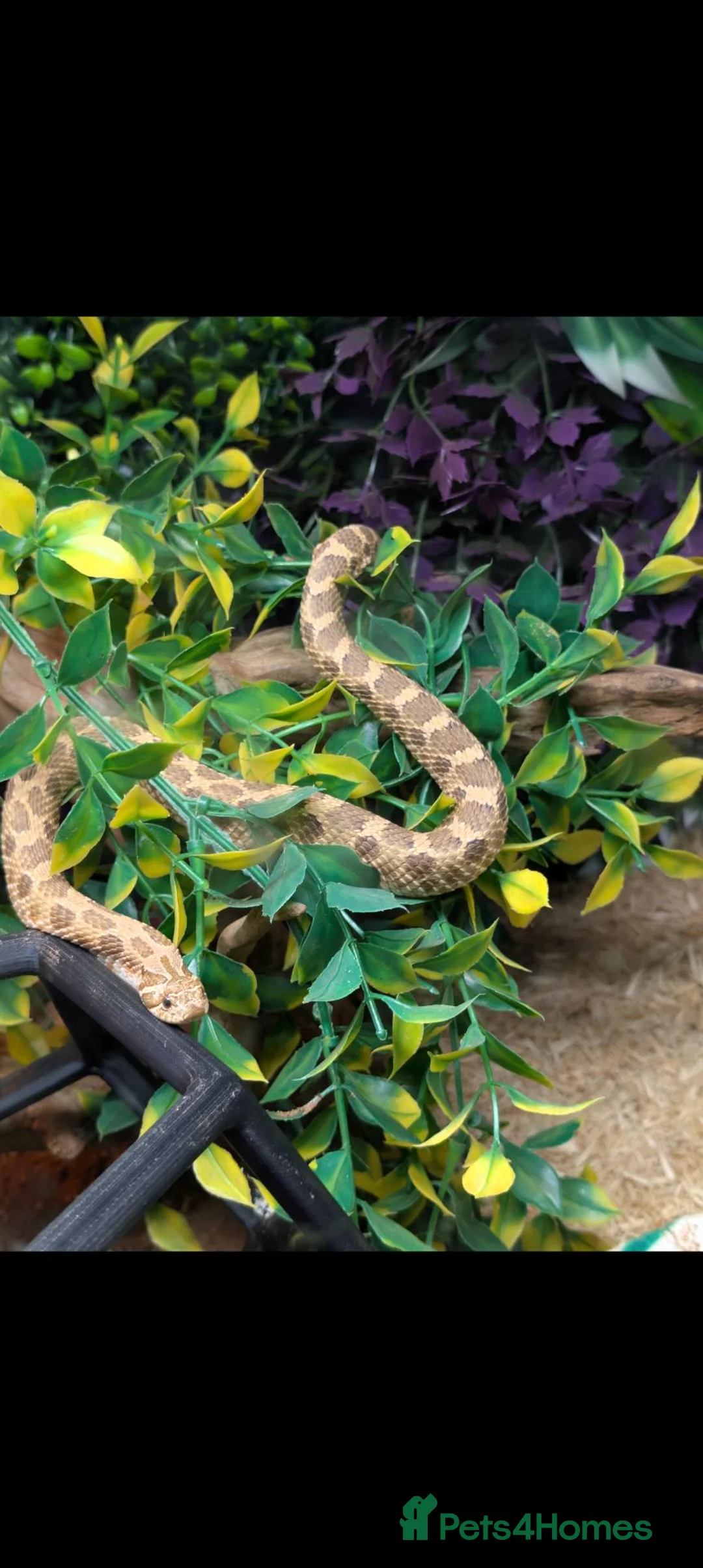 Snake reptiles for sale: Hognose and vivarium  - Advert 2