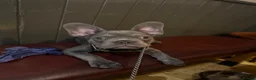 French Bulldog dogs for sale: French bulldog puppy  - Advert 6