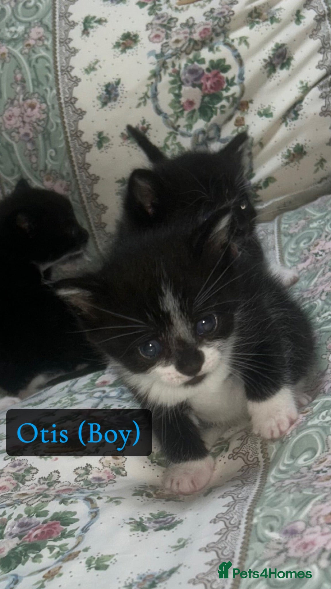Mixed Breed cats Only 3 left kittens Wanting forever homes🥹💕 - Advert 10